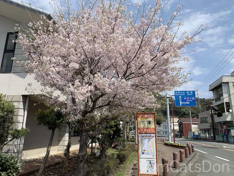 東海バス停 三津と桜の風景